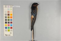 藏品(赤腰燕)的圖片